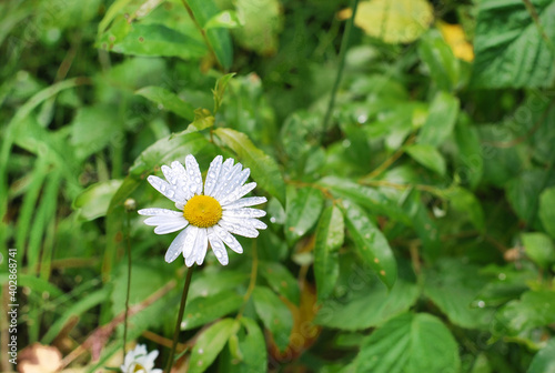 Lonely chamomile in dew drops. Chamomile in the field is wet after rain.