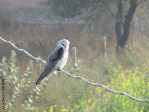 Photography White hawk
