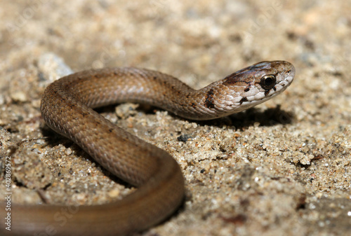 Close-up view of the head of a Dekay's Snake (Storeria dekayi). 