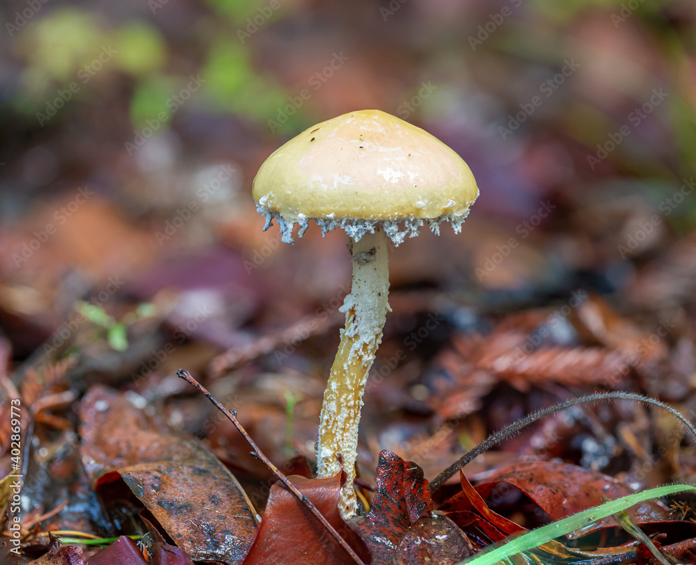 Stropharia ambigua growing out of the ground Stropharia ambigua growing out of the ground
