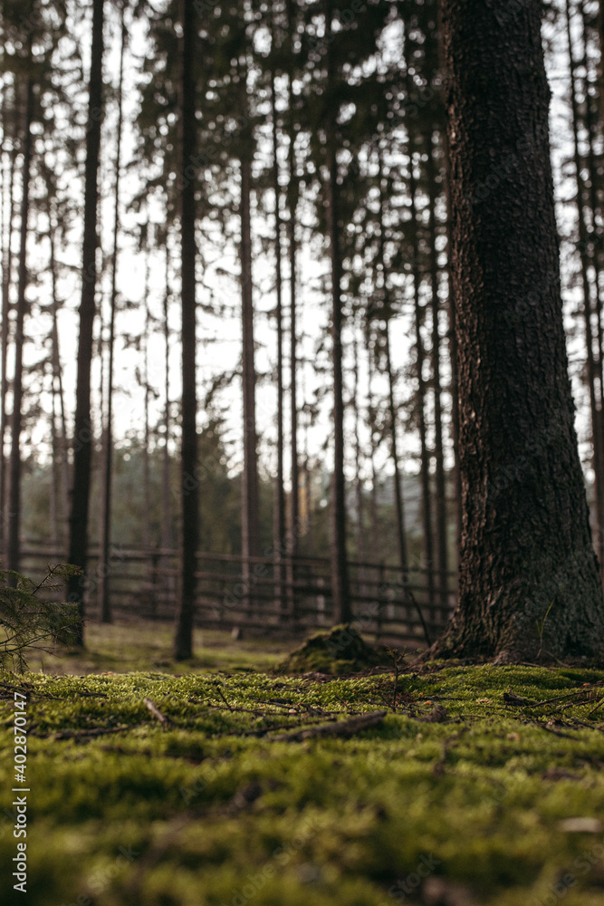 Fototapeta premium path in the forest
