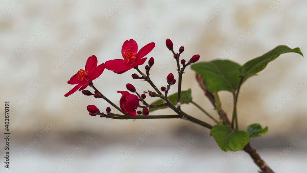 Jatropha integerrima | Peregrina or Spicy jatropha. Ornamental deep red flowers with yellow stamens on branches with green leaves