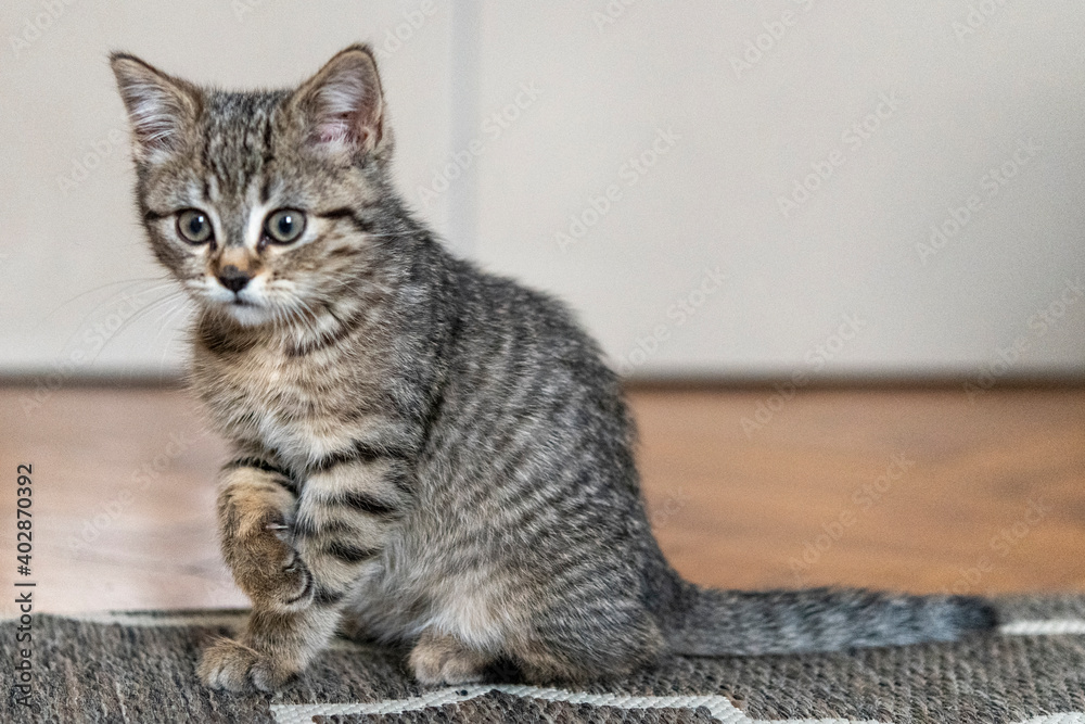 Portrait of a cute little kitten sitting on the carpet at home