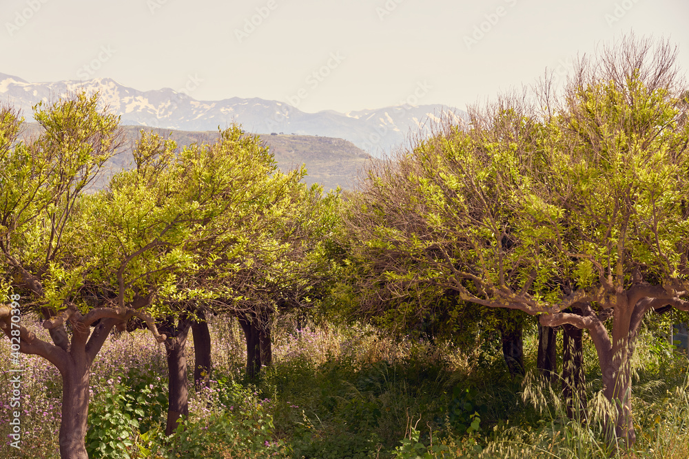 Fototapeta premium Olive Grove and Mountains in the background.