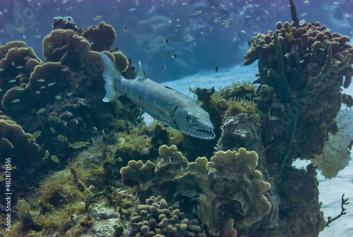 Great Barracuda swimming with mouth open