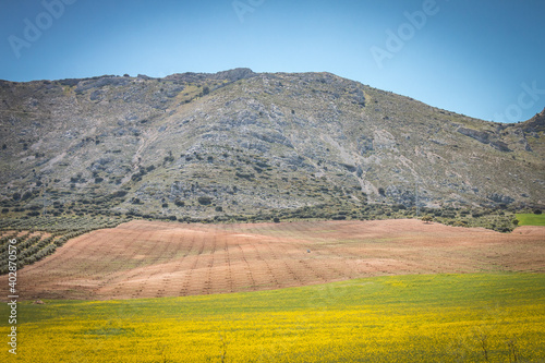 rolling hills of andalusia, fields, canola