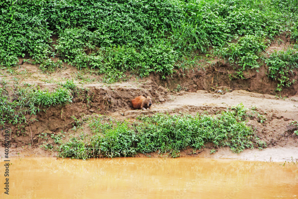 Obraz premium capybaras by the river 