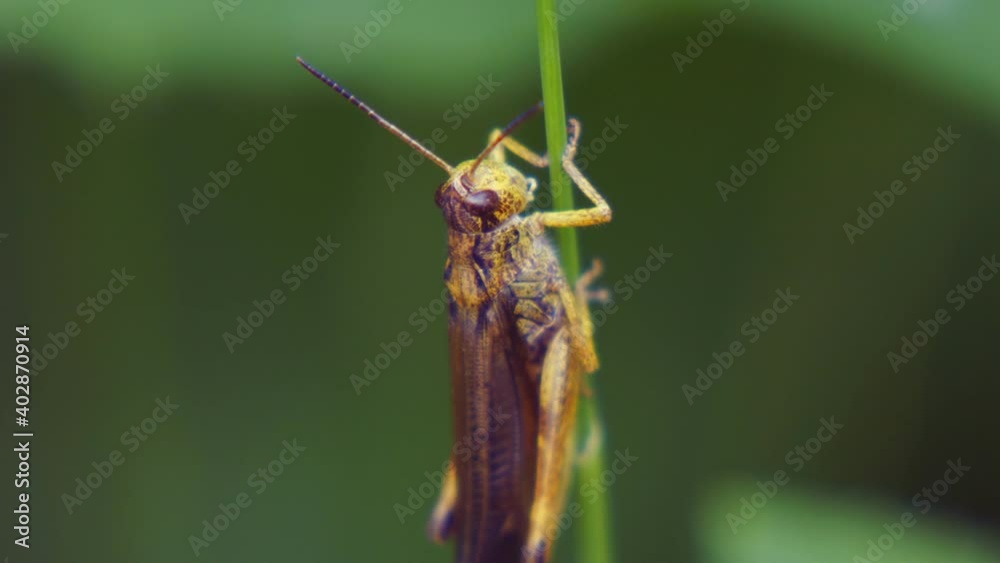 Agricultural pest Grasshopper or locust sitting on the grass close up Agricultural pest Grasshopper or locust sitting on the grass close up