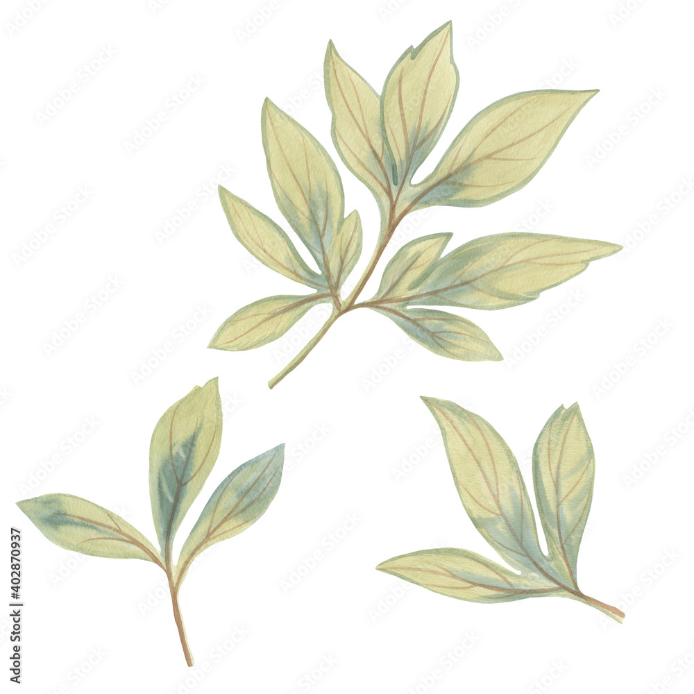 watercolor peony leaves. set of delicate green drawn leaves. botanical set for design and print