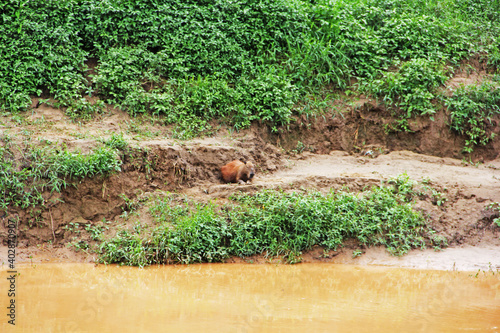 capybaras by the river  © Lucas