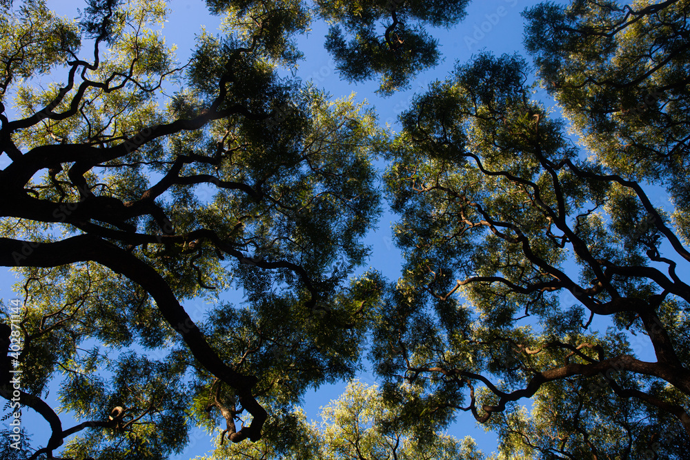 Obraz premium tree branches with sky background