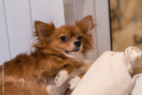 The dog is lying on the bed. Red-haired Chihuahua. Dog. White blanket. Pet.