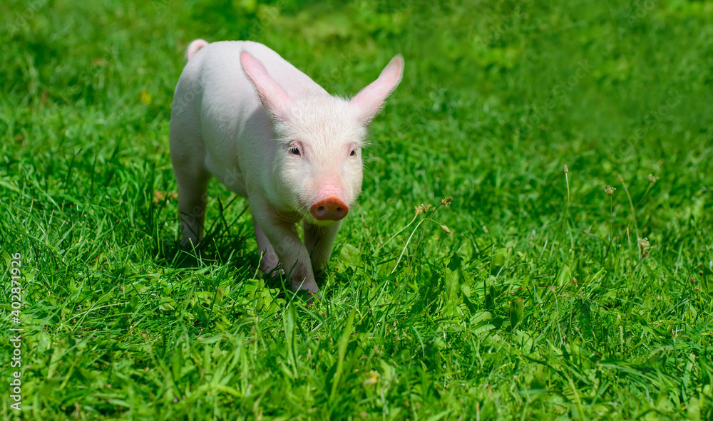 Piglet walking on green grass Piglet walking on green grass