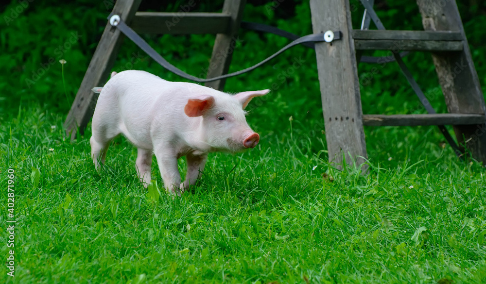 Piglet walking on green grass Piglet walking on green grass