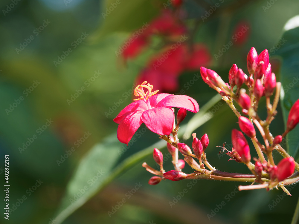 Peregrina or spicy jatropha. Macro Jatropha integerrima - Scarlet red star-shaped petals with yellow stamens, tropical, attractive plant like coral