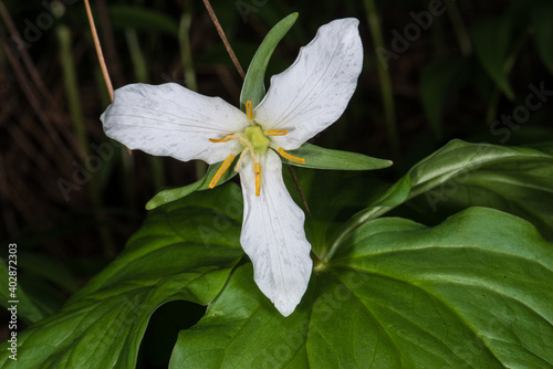 White Trillium Flower (Trillium ovatum) photo