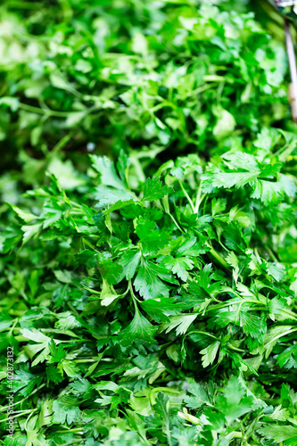 Organic Parsley. Fresh parsley. culinary and aromatic herbs. Vertical with copy space.