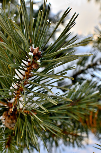 Close up of a pine Tree Branch covered with Snow during Winter in Transylvania.