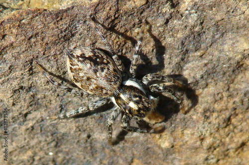 Jumping Spider (Menemerus semilimbatus)