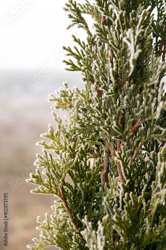 A thuja tree covered with snow in close-up
