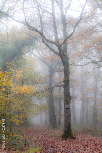autumn in the forest