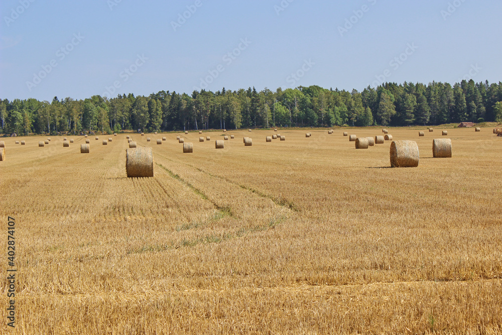 Fototapeta premium Hay bales and field stubble