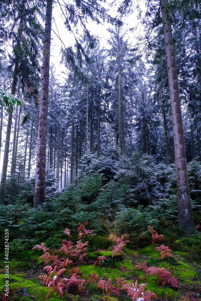 trees covered with frost in forest, winter landscape. trees covered with frost in forest, winter landscape.