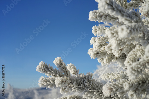 Fir branches covered with frost against the blue sky.