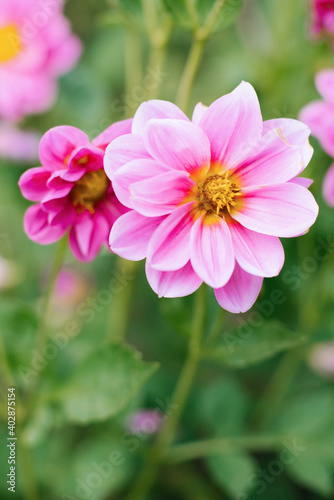 Pink Dahlia flowers in the summer garden. Flower background © Sunshine