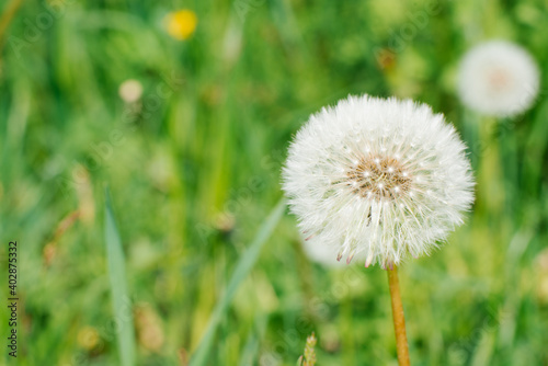 The dandelion flower grows in the green grass in spring. Copy space