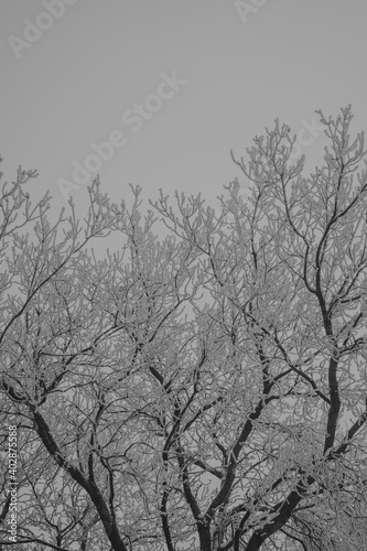 Hoarfrost on Poplar tree on a rural farm 