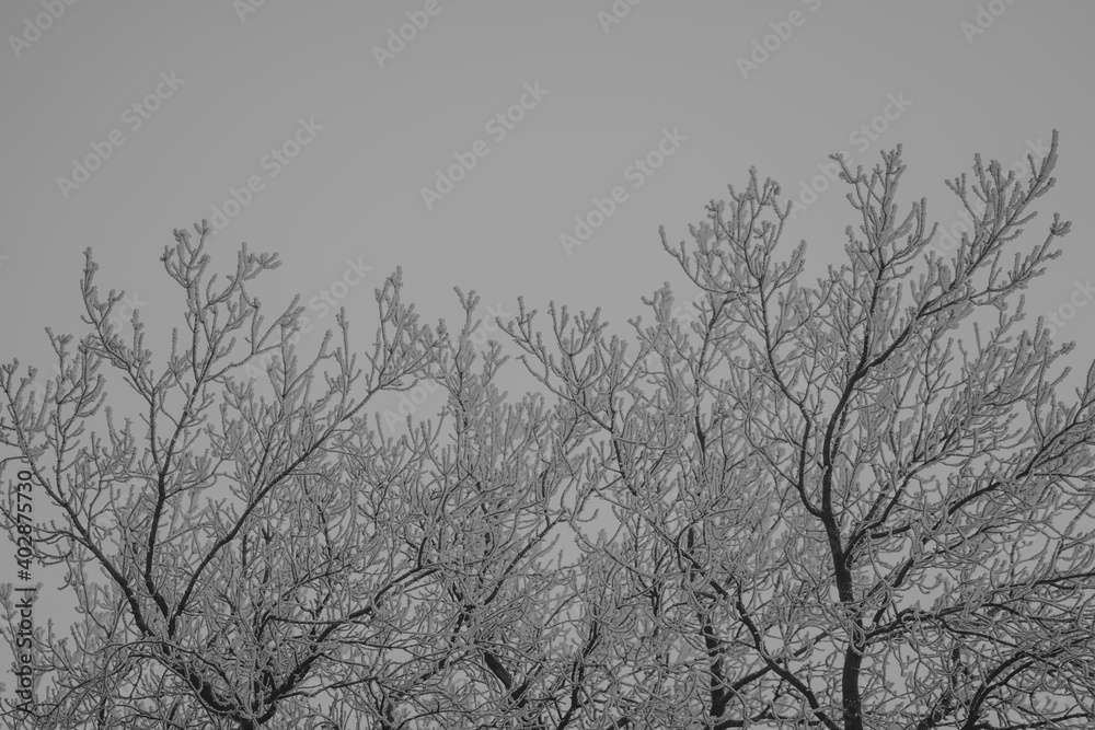 Hoarfrost on Poplar trees in the winter Hoarfrost on Poplar trees in the winter