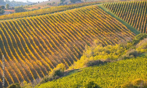 Panoramic view to vineyard on hills in fall, winery and wine making