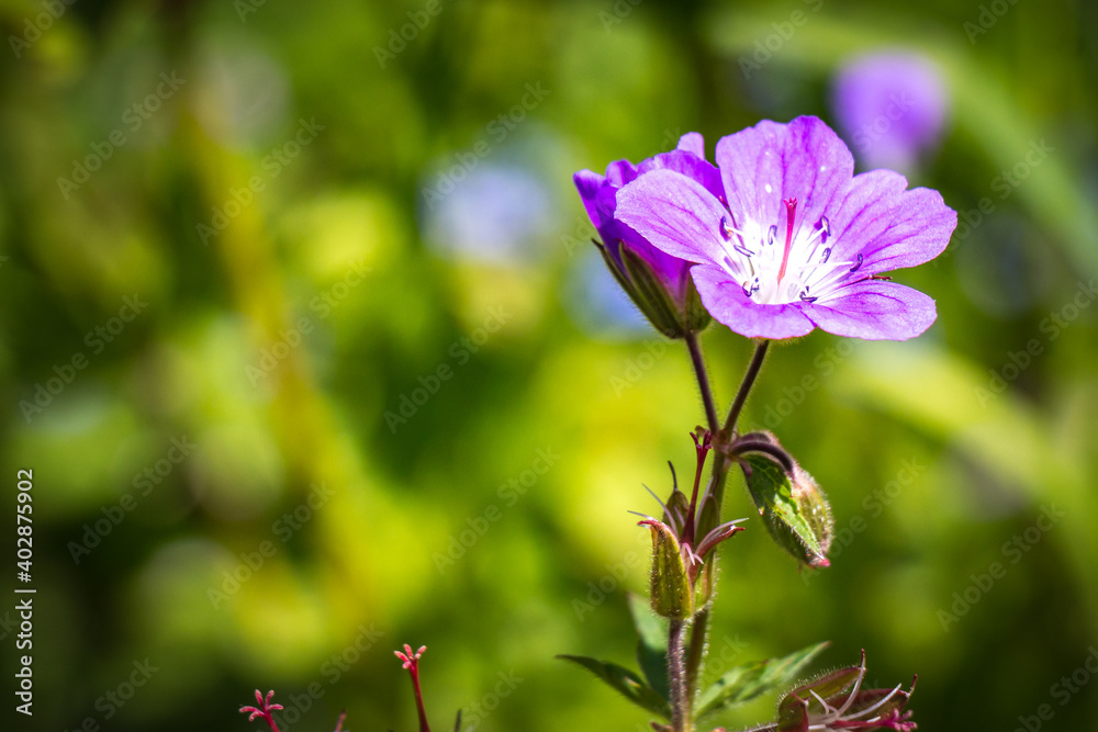 Fototapeta premium purple flower in the garden