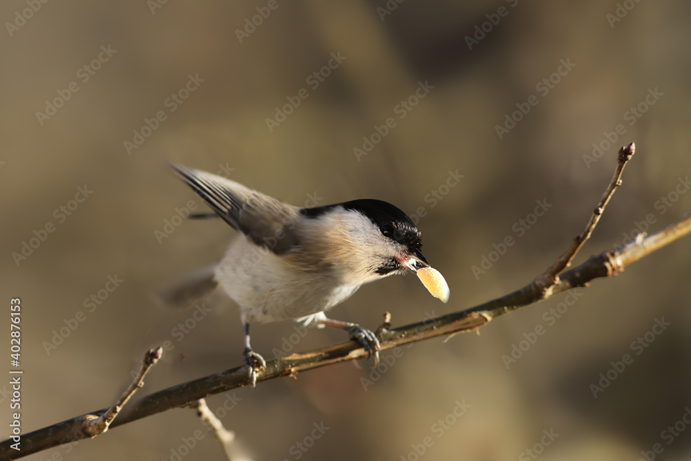 Naklejka premium Marsh tit holds its prey in its beak and sent flying....