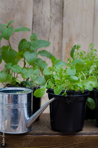 Spring landing. Various greens - lemon balm, rucolla, parsley, basil, grown from seeds in boxes at home on a windowsill. Concept of growing and caring for green eco plants, selective focus photo