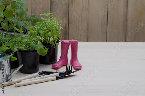 Spring landing. Various greens - lemon balm, rucolla, parsley, basil, grown from seeds in boxes at home on a windowsill. Concept of growing and caring for green eco plants, selective focus photo