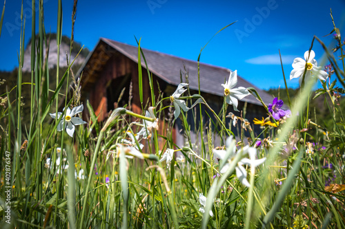 meadow full of daffodils, hut, alpine, bad aussee, austria photo