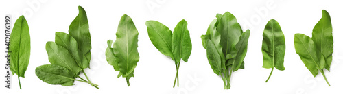 Set of fresh sorrel leaves on white background. Banner design photo