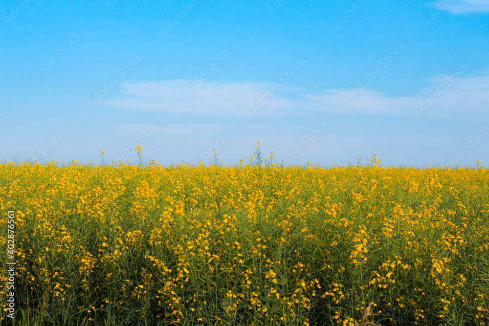 canola field on a summer day