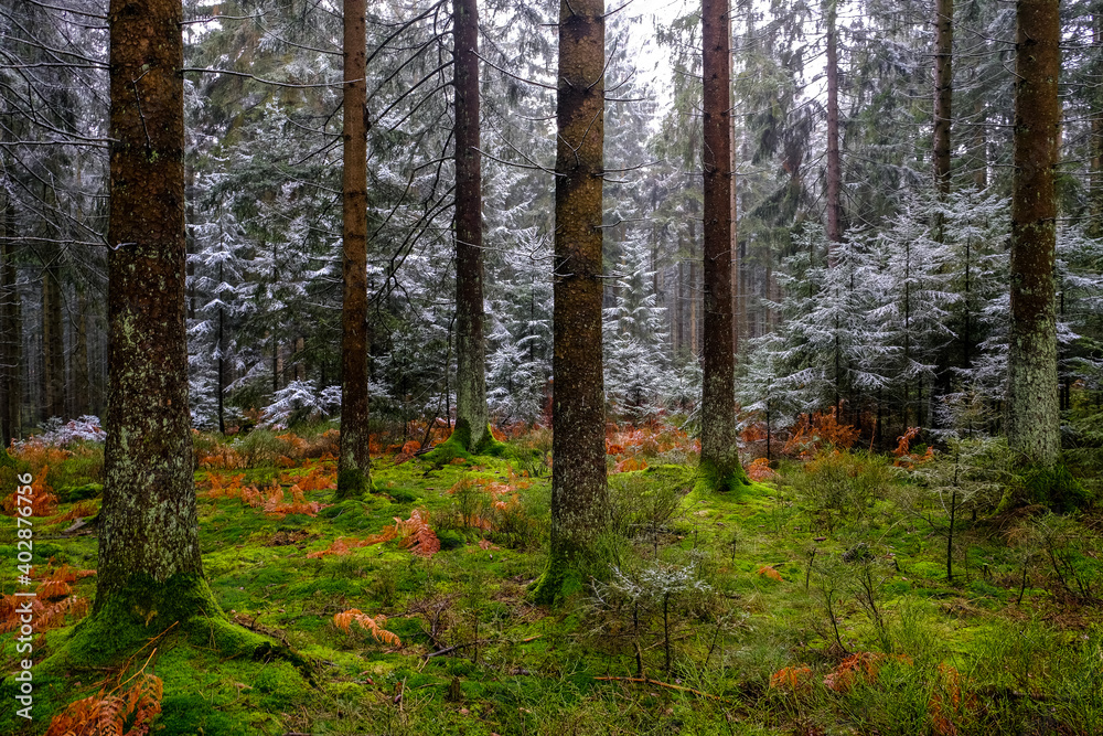 trees covered with frost in forest, winter landscape. trees covered with frost in forest, winter landscape.
