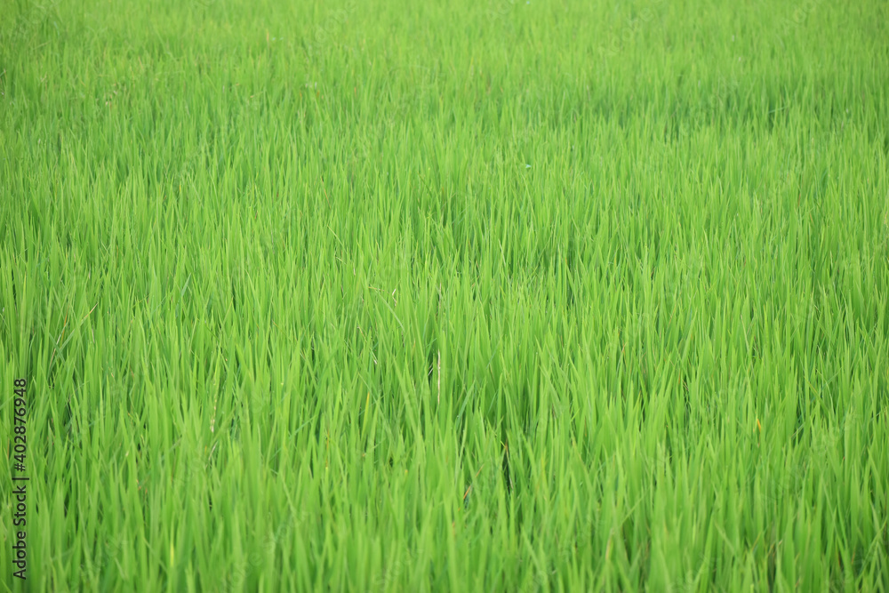 Obraz premium Green rice field in Bangladesh.Selective focus.