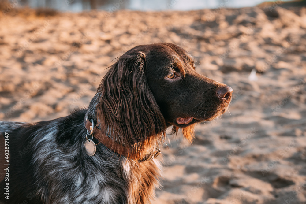 Polish Hunting Spaniel on the beach, hunting dog Polish Hunting Spaniel on the beach, hunting dog