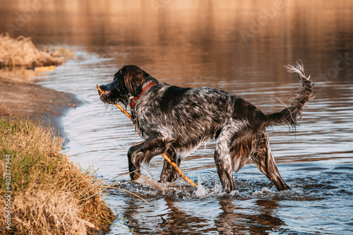 Polish Hunting Spaniel with a stick in its mouth coming out of the river, hunting dog, gun dog