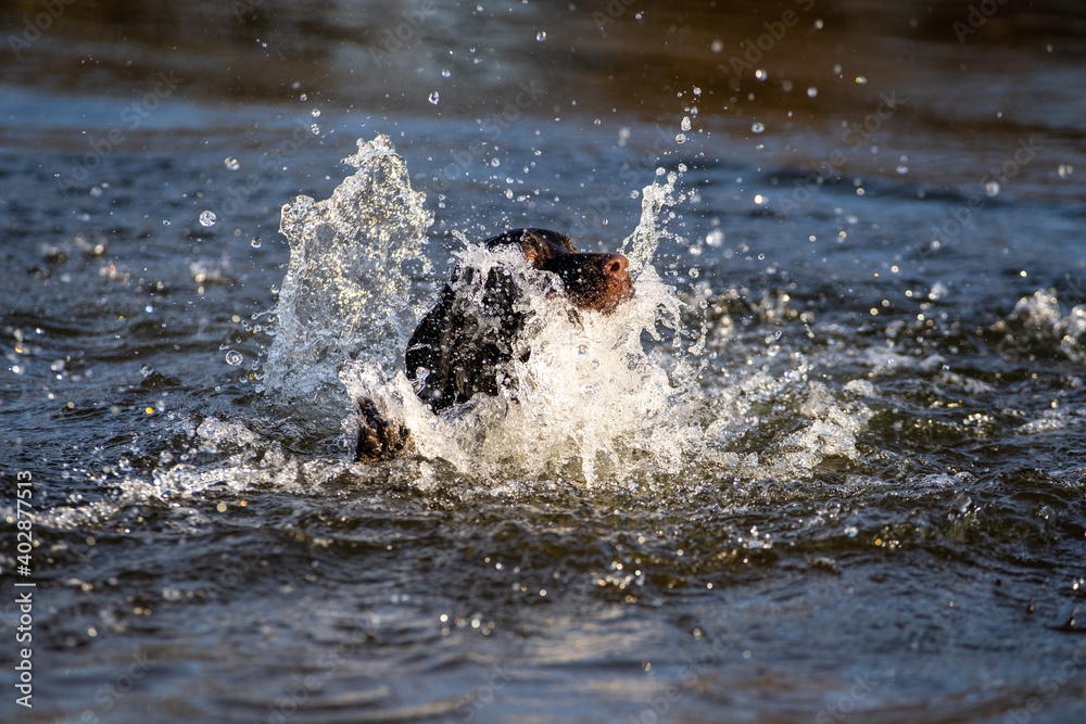 Obraz premium Polish Hunting Spaniel in the river, hunting, gun dog, swimming dog