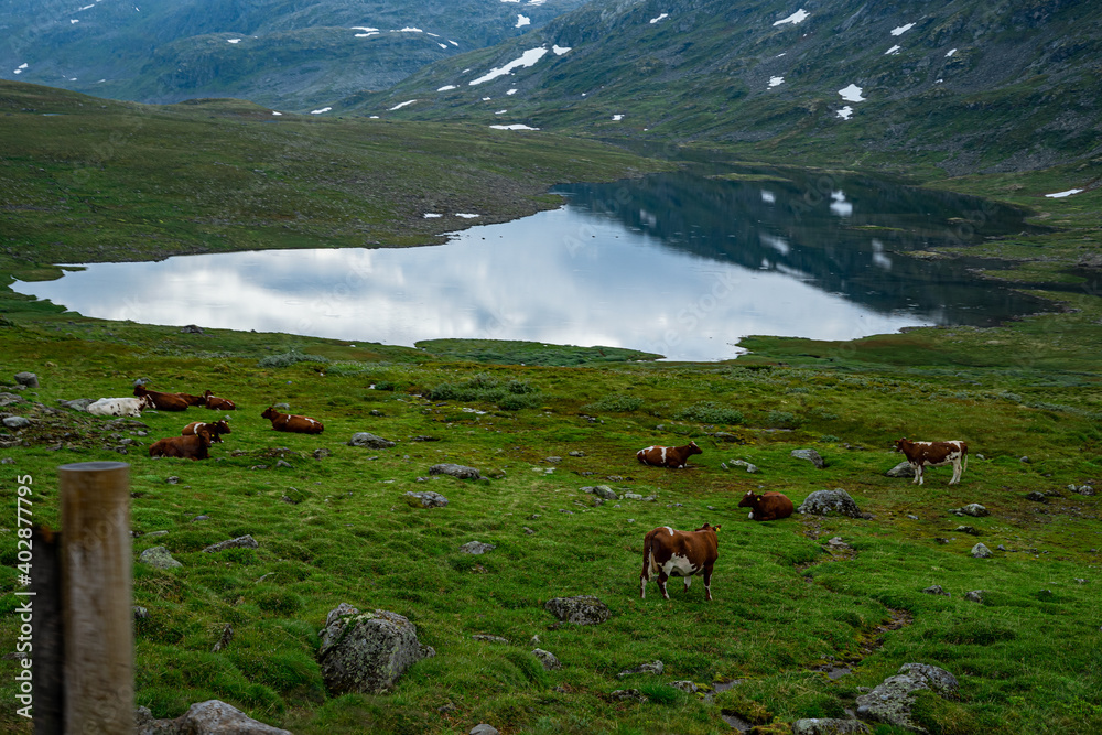 Cows on a meadow in Norway