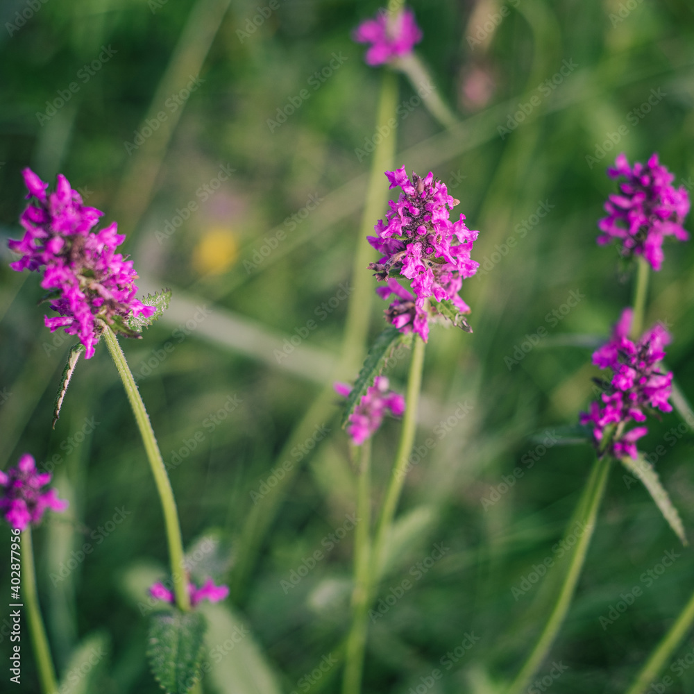 Wildflowers. Delicate purple flower on a green background. Wildflowers. Delicate purple flower on a green background.