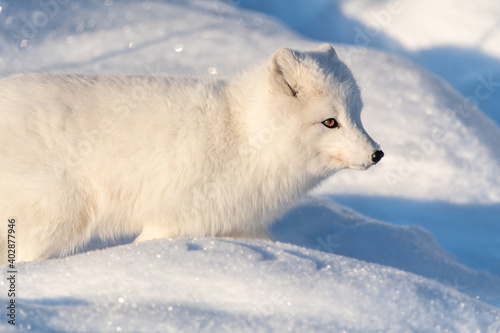 Side profile of one, single, alone arctic fox in a natural, snowy, winter setting with orange eyes. Fluffy, adorable and wild foxes. © Scalia Media