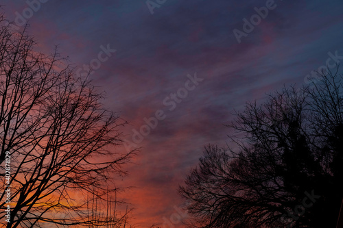 Branches an sunset 