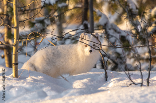 A beautiful  white arctic fox seen in natural landscape  wilderness  wild setting in northern Canada. Winter  snowy day with fluffy animal. 